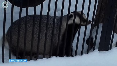 Барсуки вышли из спячки в Новосибирском зоопарке