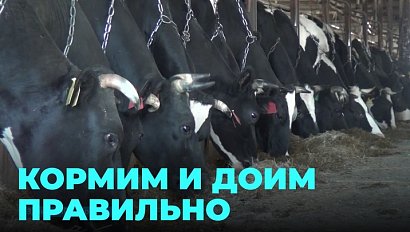 Изменения в фермерском хозяйстве: как увеличить удой