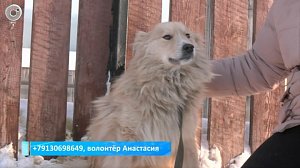 Новосибирские зооволонтёры спасают животных от морозов