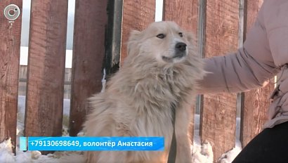 Новосибирские зооволонтёры спасают животных от морозов