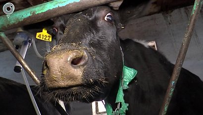 Коровы дают всё больше молока - новосибирцы не успевают пить. В чём секрет рекордов животноводов?