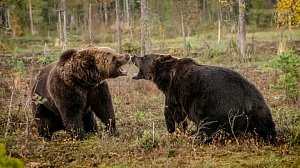Медведи атакуют: в Новосибирской области выдают разрешения на отстрел