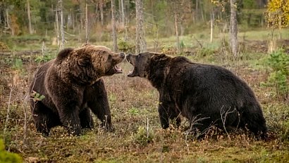 Медведи атакуют: в Новосибирской области выдают разрешения на отстрел