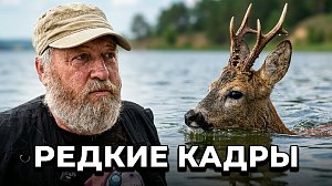 Косули переплыли Обское море: редкие кадры миграции