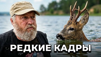 Косули переплыли Обское море: редкие кадры миграции