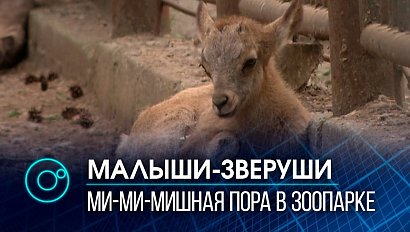 Бэби-бум в Новосибирском зоопарке: малышей выводят в свет