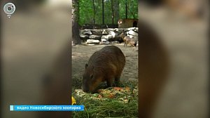 Кормление капибар показали в Новосибирском зоопарке