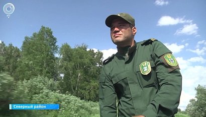 Лоси в Новосибирской области спасаются от жары в водоёмах