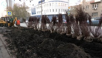 Парковка на газонах в Новосибирске: как решают проблему