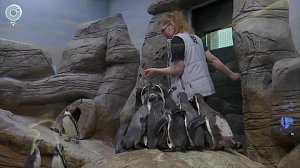 Пингвины Гумбольдта удивляют: как они живут в Новосибирском зоопарке