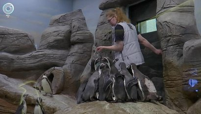 Пингвины Гумбольдта удивляют: как они живут в Новосибирском зоопарке