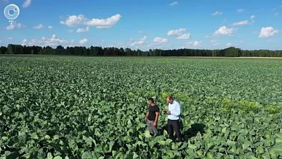 Новосибирские аграрии начали уборочную кампанию раньше срока