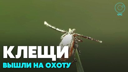 Почти две тысячи человек укусили клещи в Новосибирской области