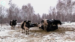 Министр сельского хозяйства прокомментировал меры поддержки владельцев животных в условиях карантина