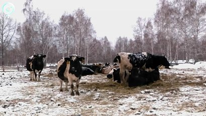 Министр сельского хозяйства прокомментировал меры поддержки владельцев животных в условиях карантина