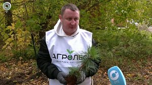 В Бердске высадили сосны на месте будущего парка авиаторов