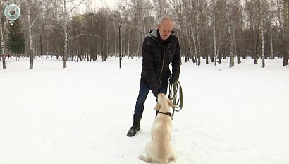 В Новосибирске дефицит собак-поводырей для незрячих пациентов