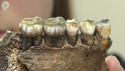 О диете неандертальцев учёным рассказали изотопы углерода на зубах. Чем питались древние люди?