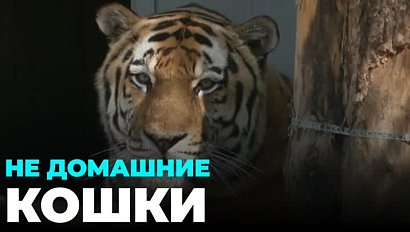 День тигра отмечают в Новосибирском зоопарке