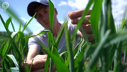 Российские семена завоёвывают поля: выбор земледельцев в 2025 году