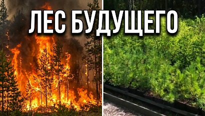 Лес будущего выращивают в Новосибирской области
