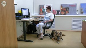 Библиотека для незрячих в Новосибирске привлекла больше читателей