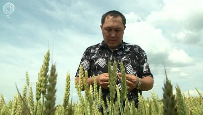Новый сорт озимой пшеницы "Краснообская" внесли в Государственный реестр