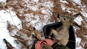 Спасение сибирских косуль: операция на льду