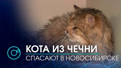 Жизнь кота без носа пытаются спасти новосибирские врачи | Телеканал ОТС