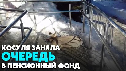 Заблудившуюся косулю спасли в Новосибирской области | Главные новости дня