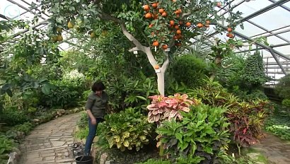 Дерево, на котором растёт сразу несколько видов цитрусовых, вырастили в Ботаническом саду СО РАН