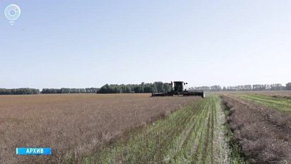 Аграрии Новосибирской области подводят итоги летнего сезона. Сколько зерна дали поля?