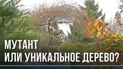 Берёзу-мутанта спасают в Новосибирске