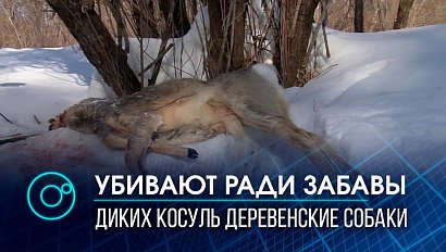 Собаки-браконьеры загрызли десятки косуль в заповедном лесу | Телеканал ОТС