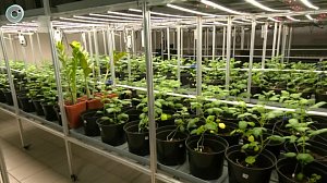 В Краснообске стартовал научный форум о будущем сельского хозяйства