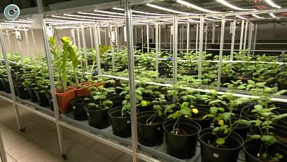 В Краснообске стартовал научный форум о будущем сельского хозяйства