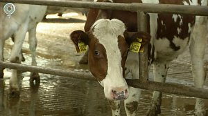 В Новосибирской области две недели не фиксируют пастереллёз у животных