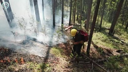 Лесные пожары в Новосибирской области: итоги сезона