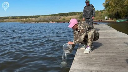 В Новосибирское водохранилище выпустили сибирского осетра