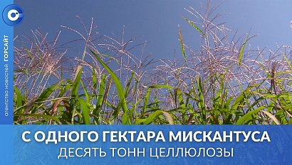 Теперь не только в Африке: в Сибири начнут выращивать чудо-траву