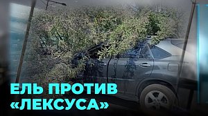 Спиленное дерево упало на проезжавший автомобиль в Бердске