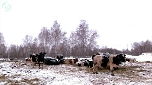 В Новосибирской области завершили изъятие скота в зонах карантина