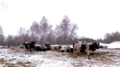 В Новосибирской области завершили изъятие скота в зонах карантина