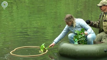 Растения в качестве фильтра для воды. Удастся ли с помощью гиацинтов очистить пруд в Академгородке?