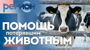 Регион LIFE | Помощь потерявшим животных | ОТС LIVE — прямая трансляция