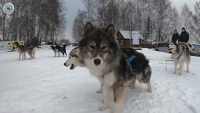 День ездовых собак отметили в Новосибирской области. Как управляют упряжкой?