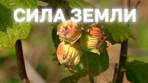 Программа "СИЛА ЗЕМЛИ" | 25 сентября 2025 | Телеканал ОТС
