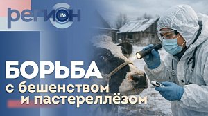Регион LIFE | Борьба с бешенством и пастереллезом | ОТС LIVE — прямая трансляция