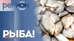 Регион LIFE |РЫБА!| ОТС LIVE — прямая трансляция